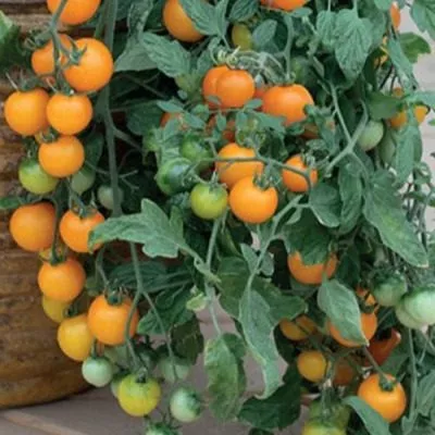 zolotaya-grozd-7-170340