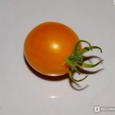 zolotaya-grozd-8-170340