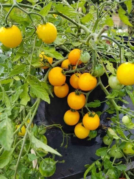 zolotaya-grozd-main-170340