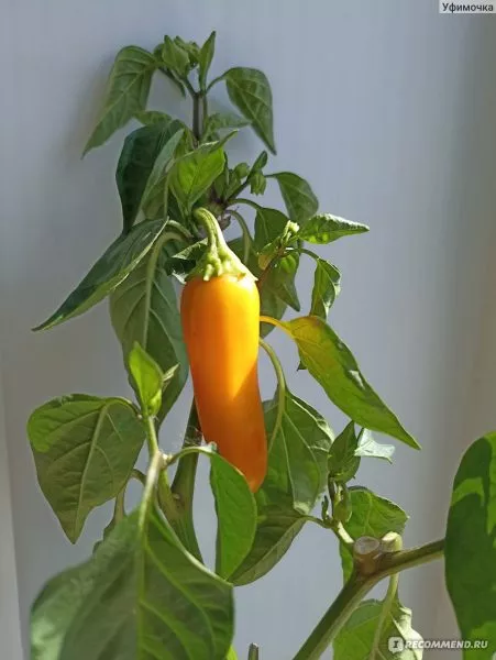 zolotaya-osa-1-188922