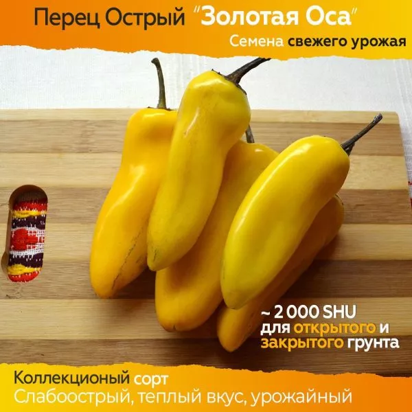 zolotaya-osa-5-188922