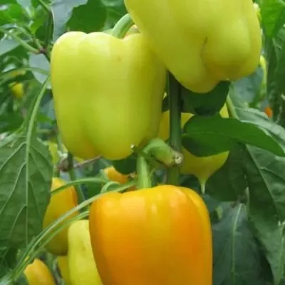 zolotoy-altay-main-186383