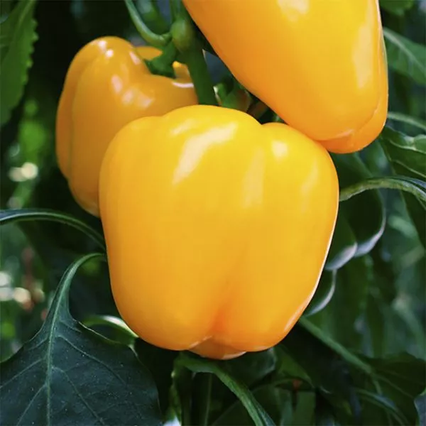 zolotoy-bochonok-3-179603