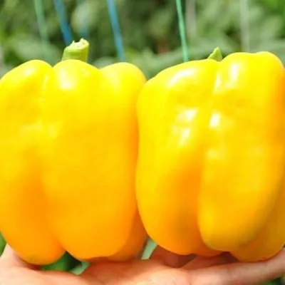 zolotoy-bochonok-5-179603