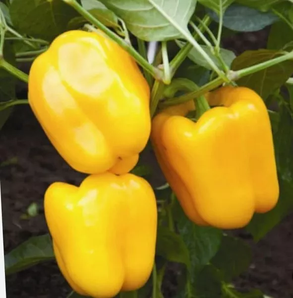 zolotoy-bochonok-main-179603