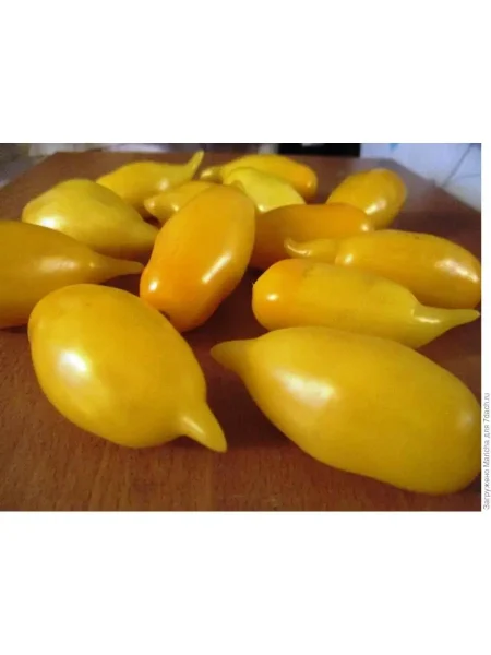 zolotoy-limon-1-171709