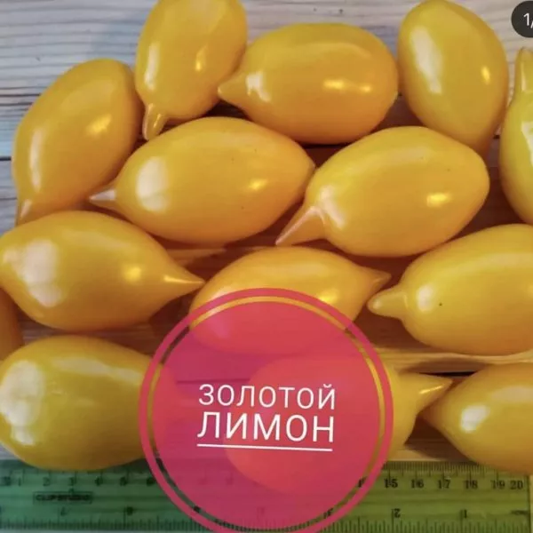 zolotoy-limon-4-171709