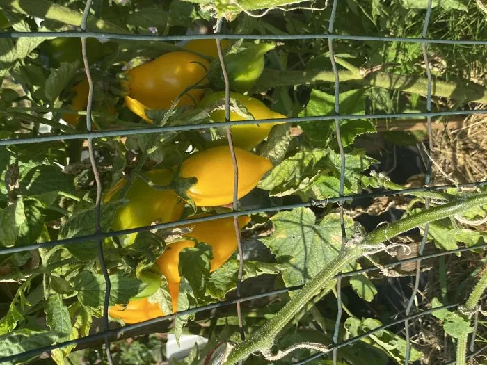 zolotoy-limon-5-171709