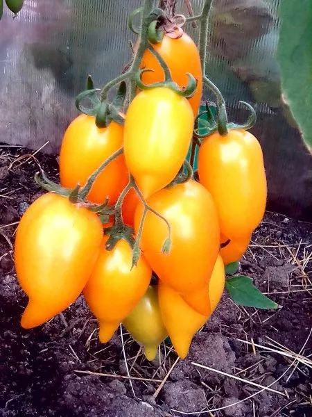 zolotoy-limon-6-171709