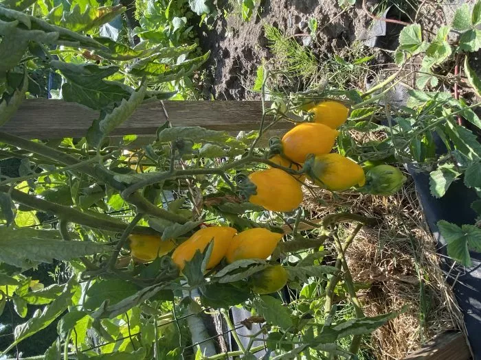 zolotoy-limon-7-171709