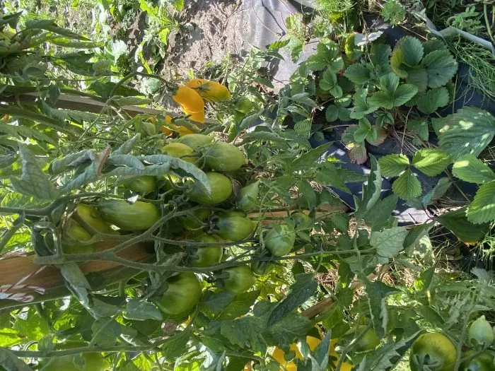 zolotoy-limon-8-171709