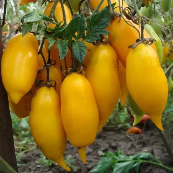 zolotoy-limon-main-171709