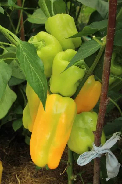 zolotoy-potok-1-183621