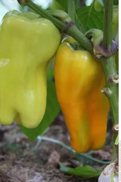 zolotoy-potok-3-183621