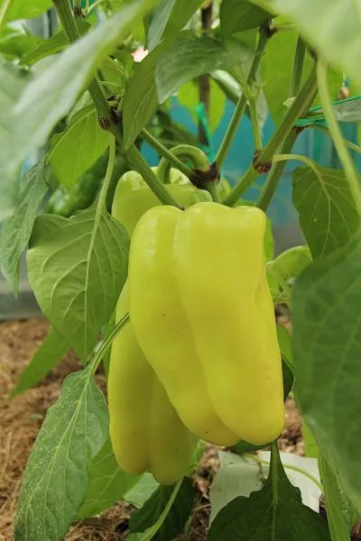 zolotoy-potok-5-183621