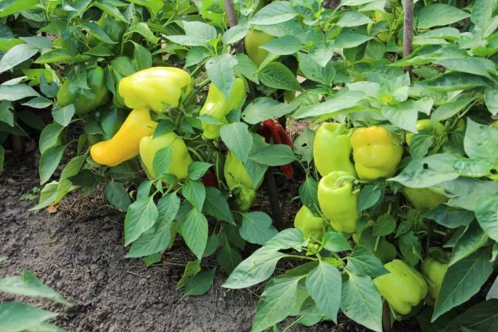 zolotoy-potok-7-183621