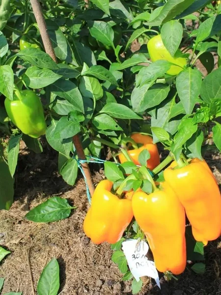 zolotoy-potok-8-183621