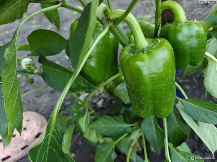 zolotoy-telets-1-183399