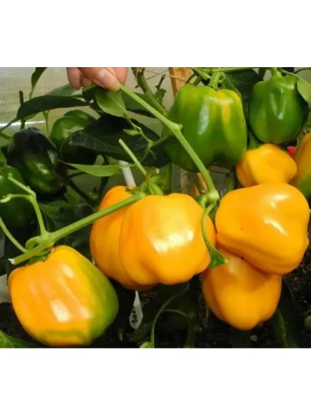 zolotoy-telets-2-183399