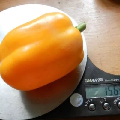 zolotoy-telets-5-183399