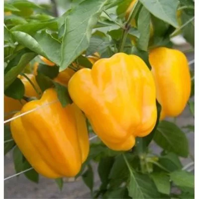 zolotoy-telets-6-183399