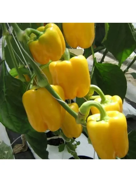 zolotye-kupola-main-183297