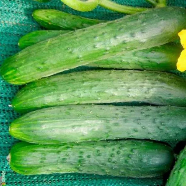 zozulenok-main-199687