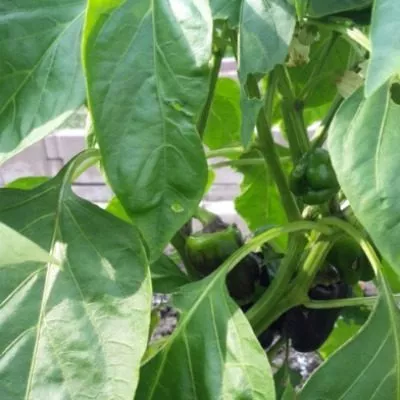 zvezda-vostoka-fioletovaya-3-184141