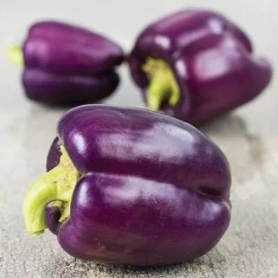 zvezda-vostoka-fioletovaya-4-184141