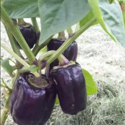 zvezda-vostoka-fioletovaya-main-184141