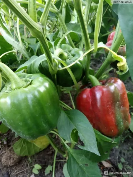 zvezda-vostoka-gigantskaya-krasnaya-3-187167