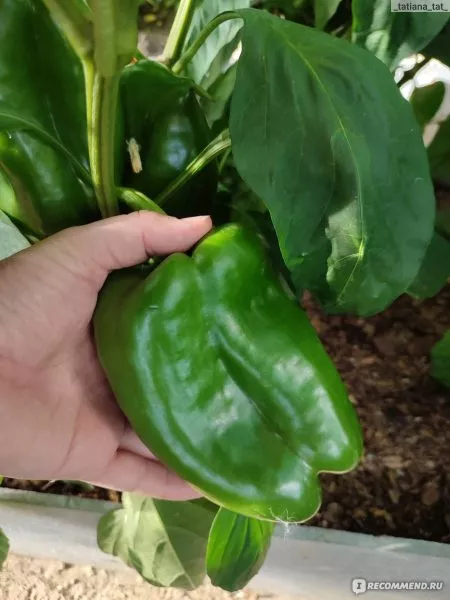 zvezda-vostoka-gigantskaya-krasnaya-4-187167