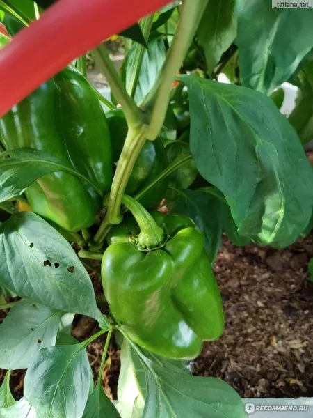 zvezda-vostoka-gigantskaya-krasnaya-6-187167