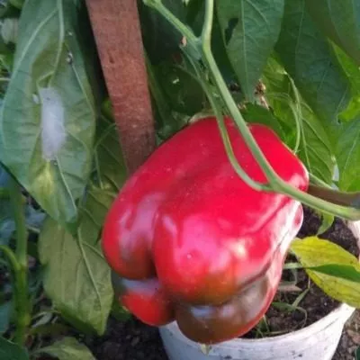 zvezda-vostoka-gigantskaya-krasnaya-7-187167