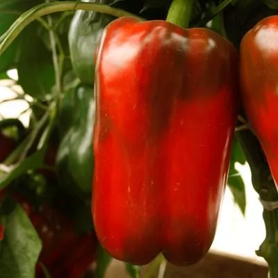 zvezda-vostoka-gigantskaya-krasnaya-8-187167