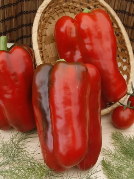 zvezda-vostoka-gigantskaya-krasnaya-main-187167