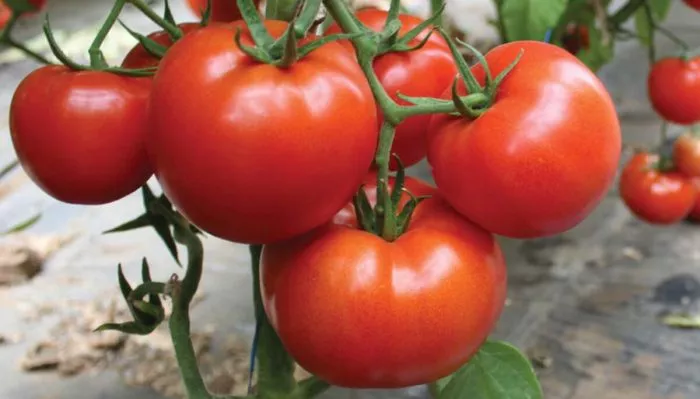 zvezdopad-f1-main-171310