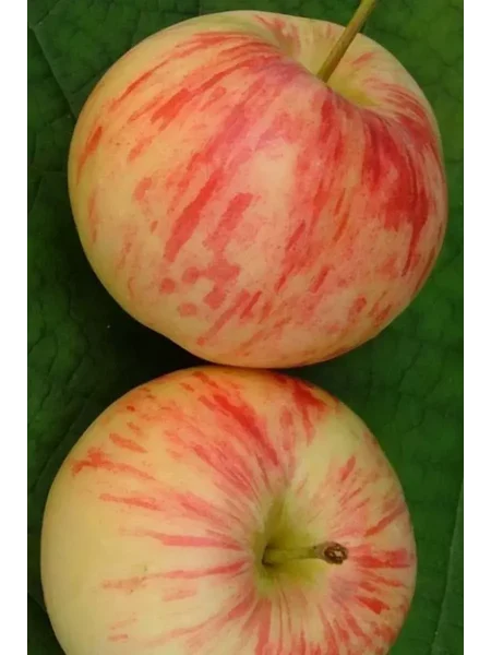 aborigen-main-213199