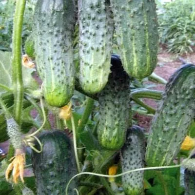 alekseich-main-204047