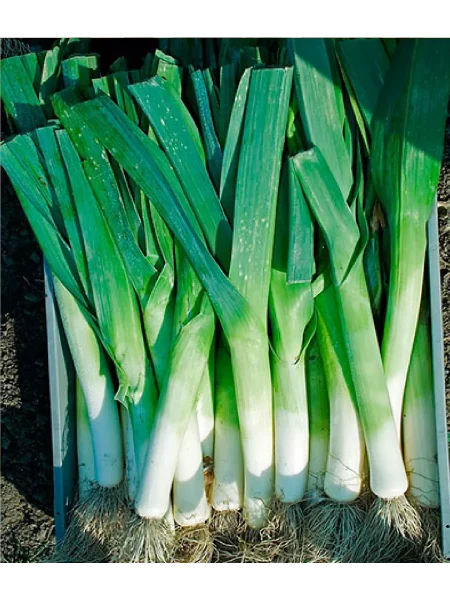 alligator-main-223623