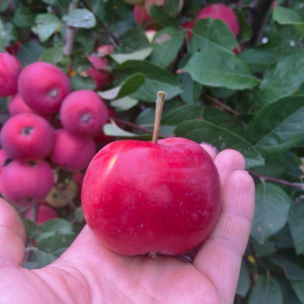 altayskoe-bagryanoe-2-221128