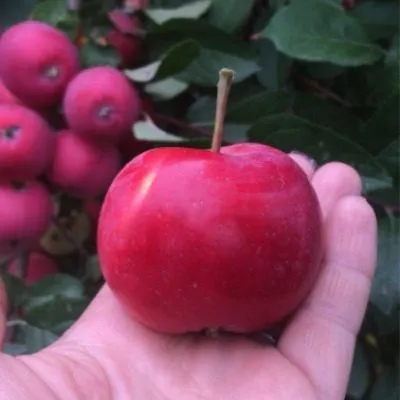 altayskoe-bagryanoe-4-221128