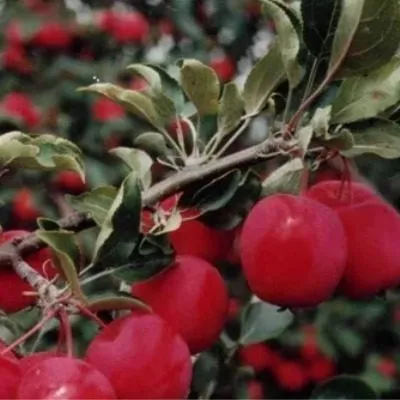 altayskoe-bagryanoe-7-221128