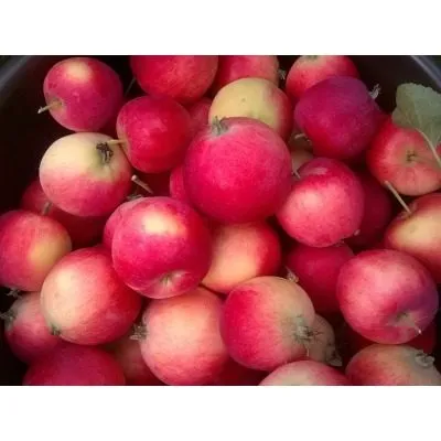 altayskoe-bagryanoe-8-221128