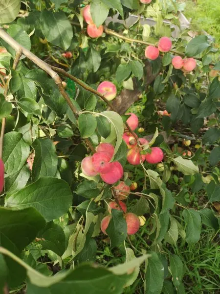 altayskoe-rumyanoe-3-217691