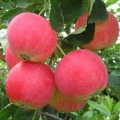 altayskoe-rumyanoe-5-217691