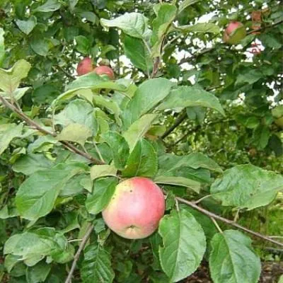 altayskoe-yubileynoe-3-213133