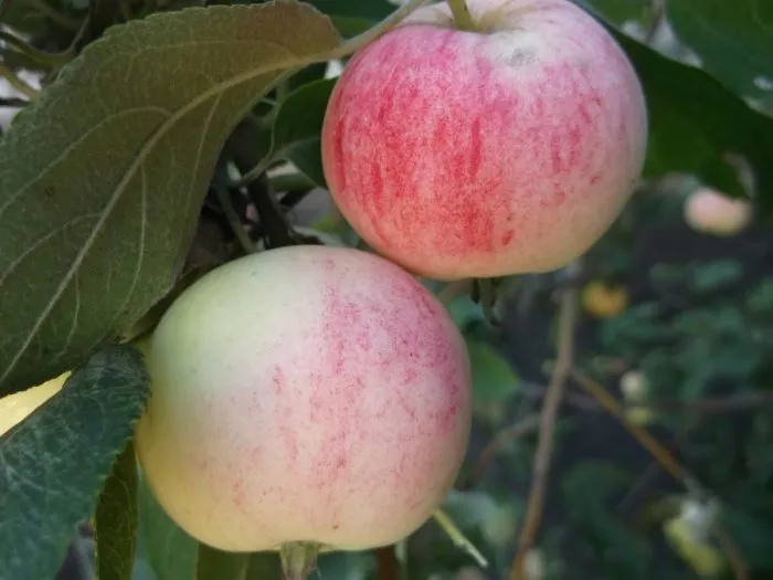 altayskoe-yubileynoe-main-213133