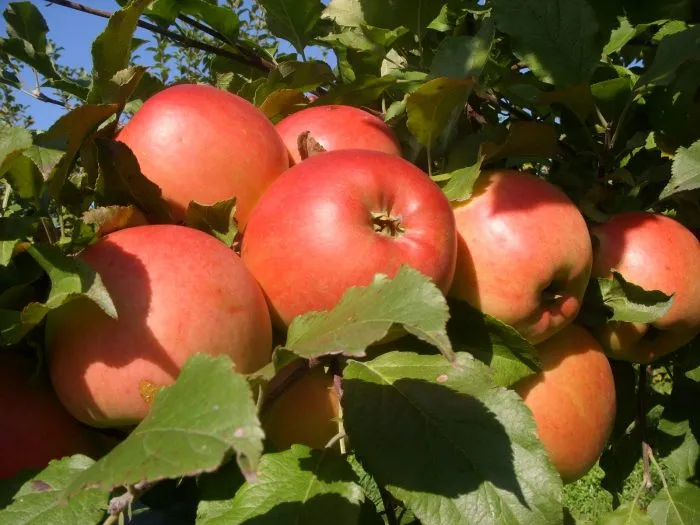 altayskoe-zimnee-2-213944