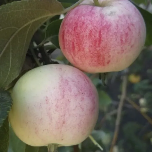 altayskoe-zimnee-3-213944